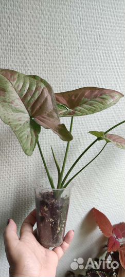 Абутилон, сингониум