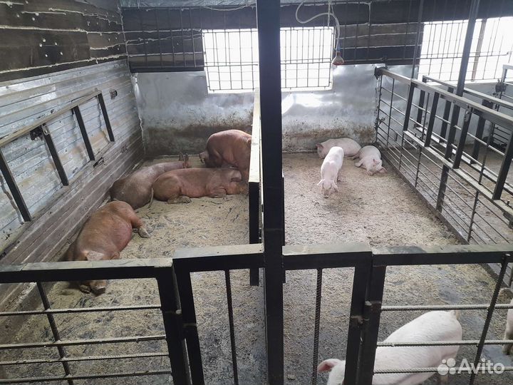 Мясо свинина домашняя