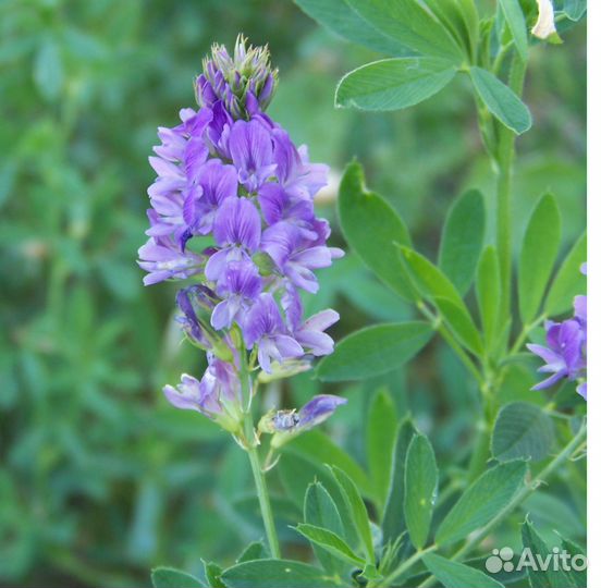 Люцерна (семена) сорт Сарга