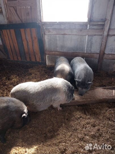 Хряк и Вьетнамские вислобрюхие свиньи