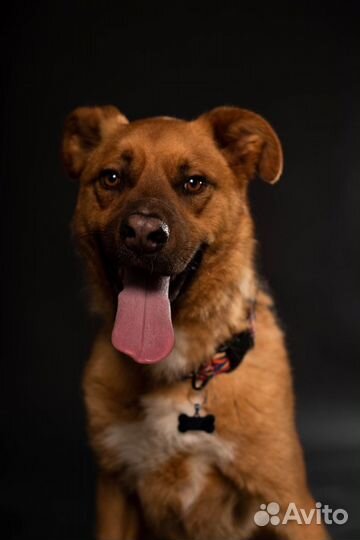 Красивая собака в добрые руки