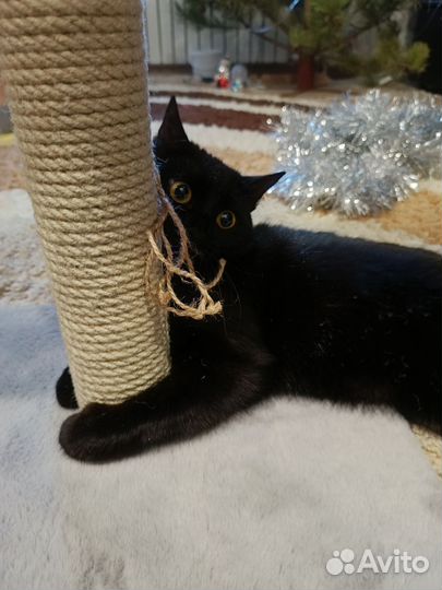 Отдам в добрые руки кошечку