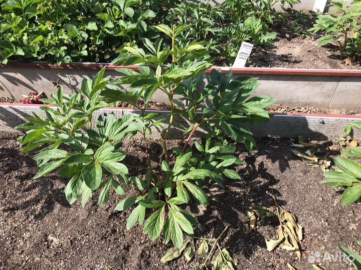 Пион Барцелла и Command Performance