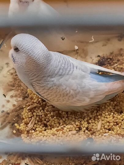 Птенцы волнистого попугая