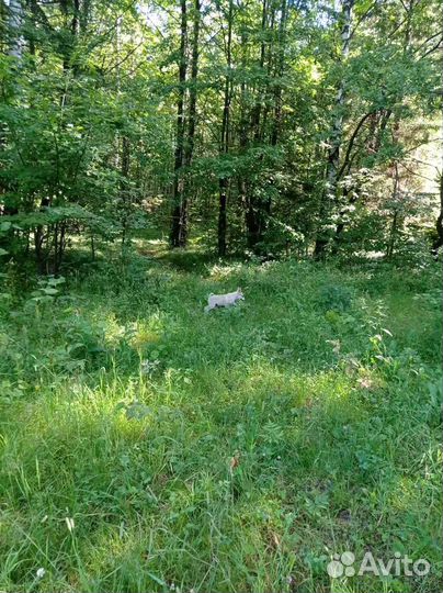 Западносибирская лайка