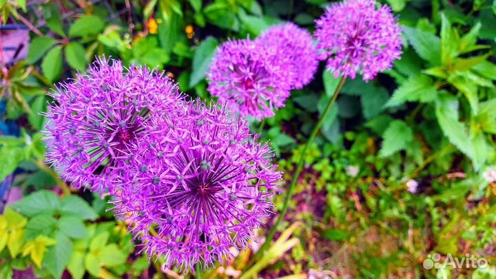 Цветы с моего участка