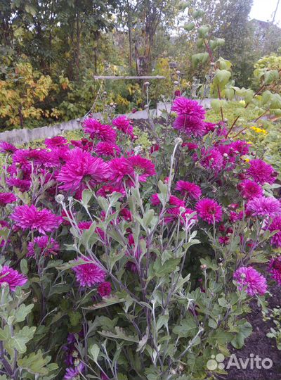 Хризантемы многолетние