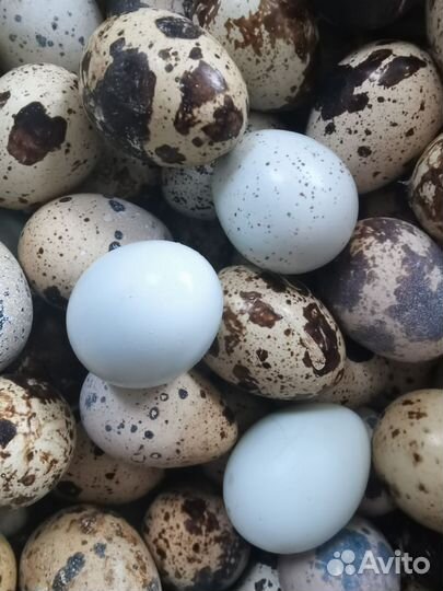 Яйцо перепелиные домашние