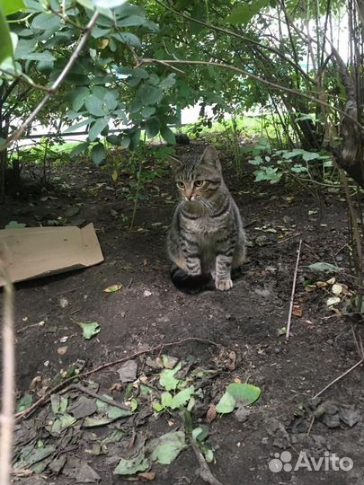 Котик подросток ищет дом