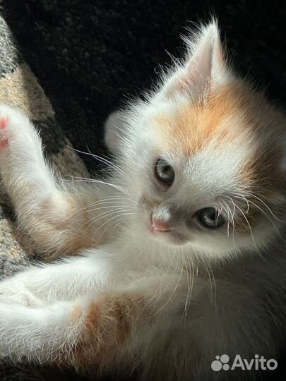 Котёнок мальчик рыжий в добрые руки