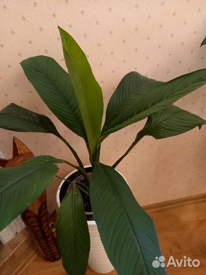 Спатифиллум Сенсация,Сенсация Канифоль, Пикассо