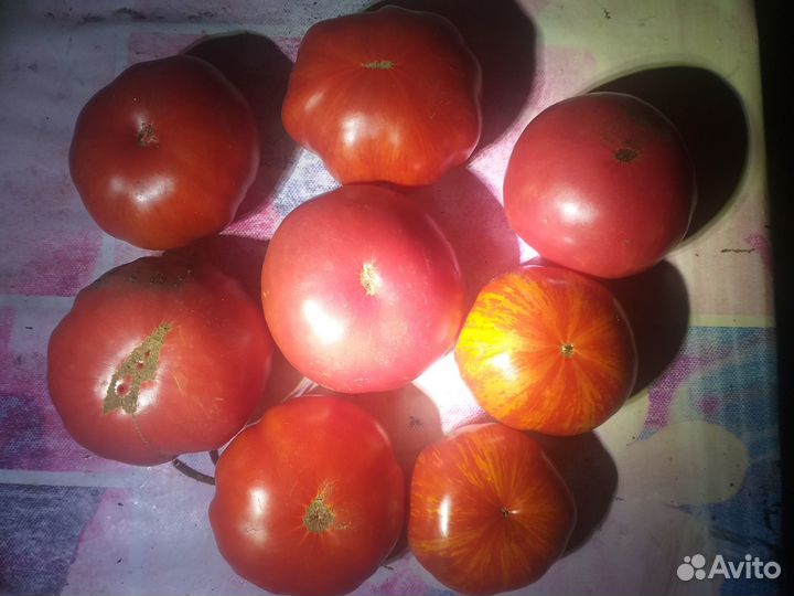 Помидоры домашние
