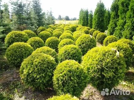 Хвойные растения саженцы