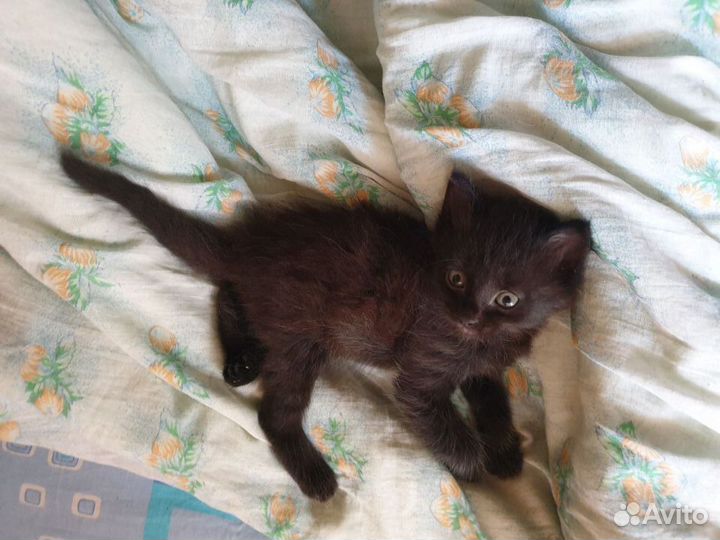 Котята бесплатно