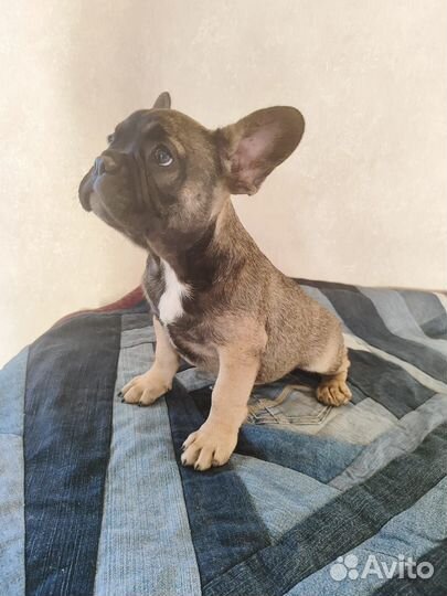 Щенки французского бульдога
