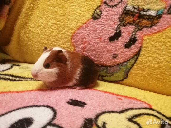 Морская свинка