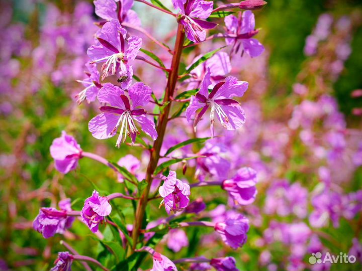 Иван-чай 1кг 2О23 экочай, выверенный