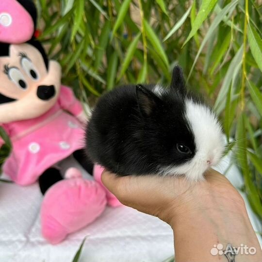 Цветной карлик. Мини крольчонок
