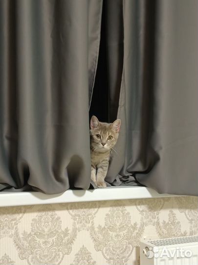 Британская кошечка