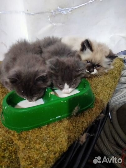 Котята в добрые руки