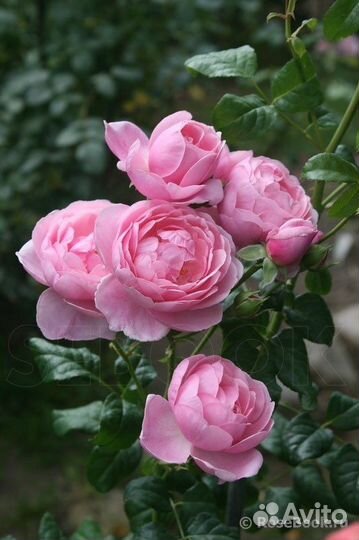 Английская роза Доктор Герберт Грей