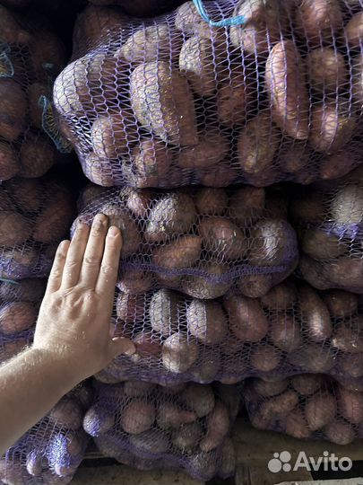 Картофель оптом морковь свеклу капусту лук