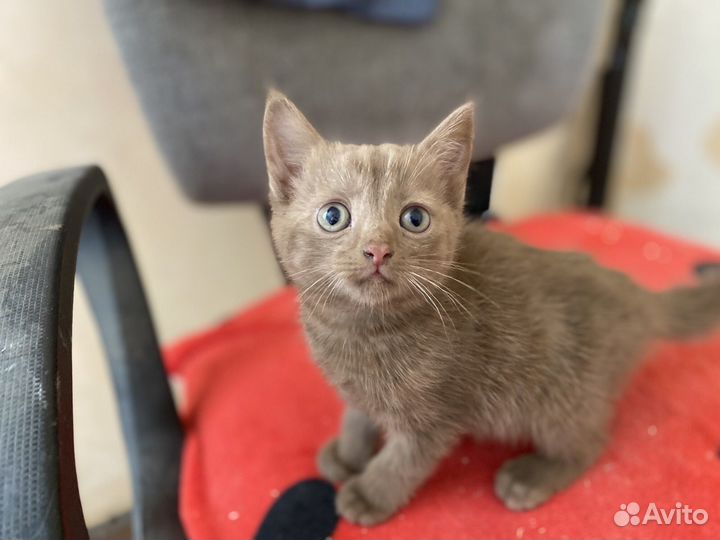 Котята
