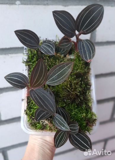 Лудизия. Драгоценная орхидея