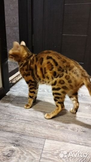 Бенгальские котята
