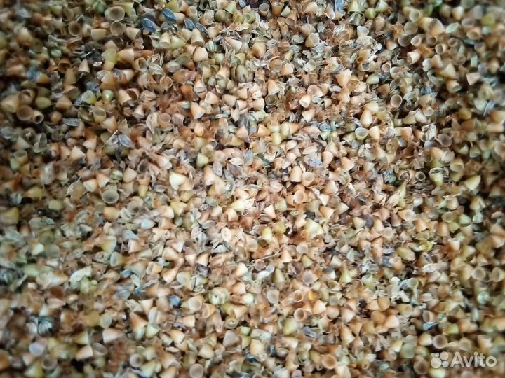 Продаю семена подорожника и лопуха для посадки