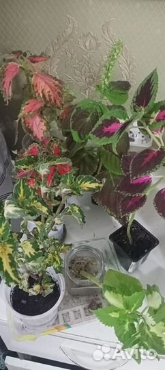 Комнатные растения