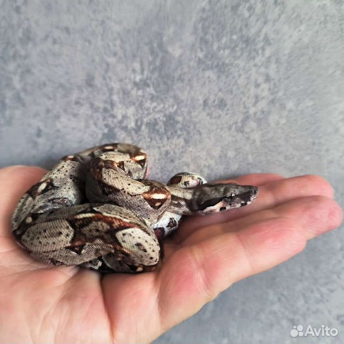 Змея императорский удав (Boa constrictor)