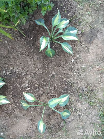 Продам хосты