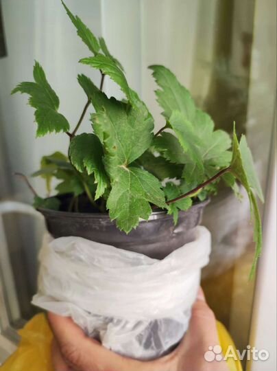 Анемона японская