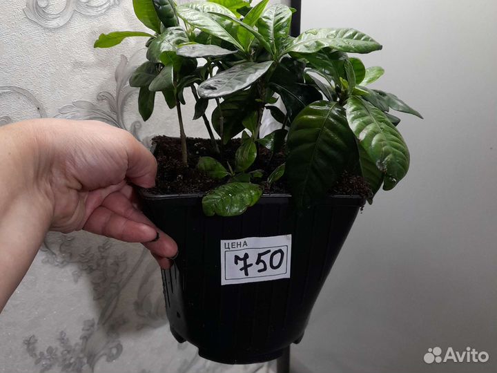 Гардения жасминовидная. Асплениум