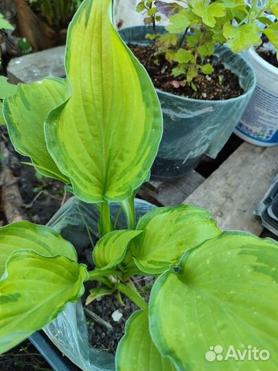 Хоста сортовая BigDaddi и другие