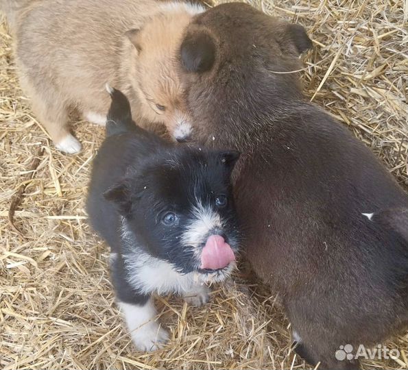 Щенок спасенный от смерти