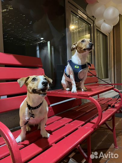 Ищем выгульщика, Нужен Выгул Собак