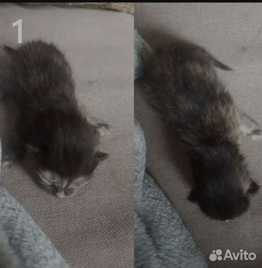 Отдаю котят 1.девочка2.мальчик Родились недавно