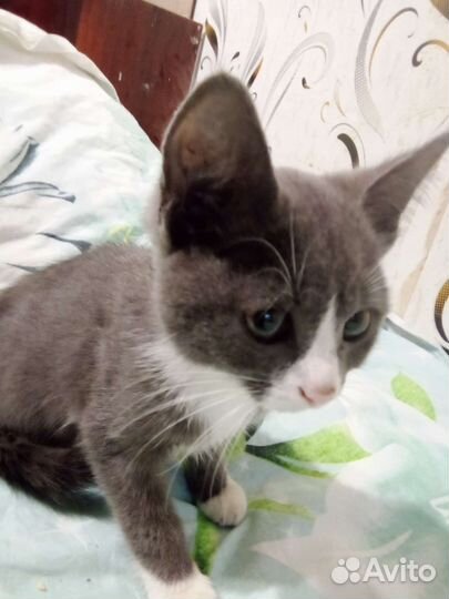 Кошечка в добрые руки