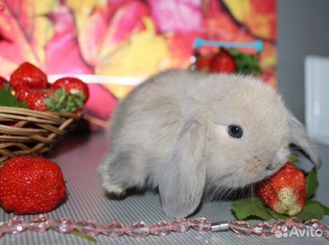 Карликовые вислоухие крольчата на продажу объявление продам