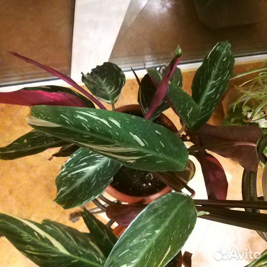 Строманта триколор