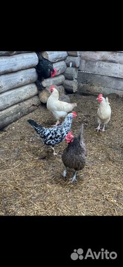 Продам кур