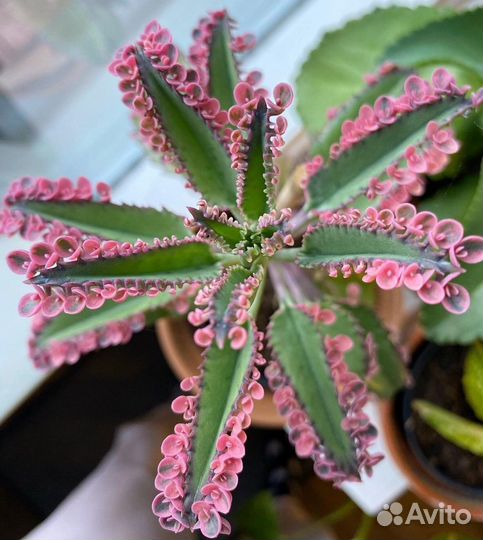 Каланхоэ Пинк батерфляй