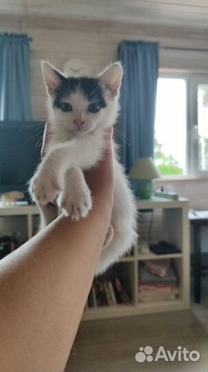 Отдам котёнка в добрые руки