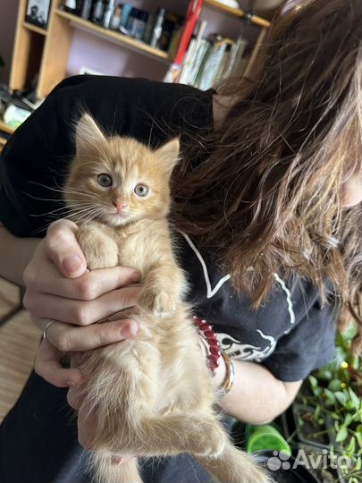 Кошечки и котик