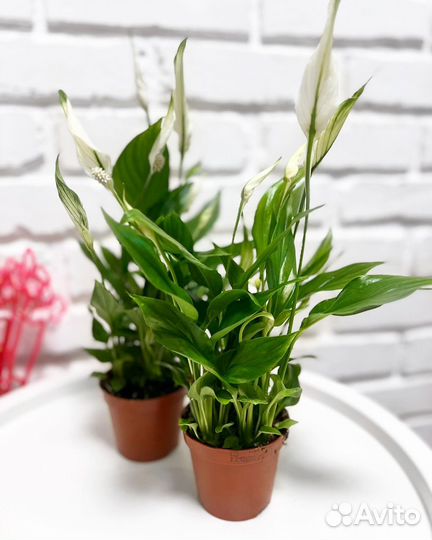 Спатифилум 36 см