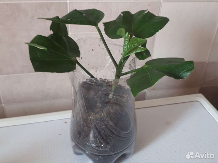 Гибискус сортовой