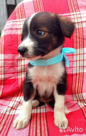 Арчи в добрые ручки