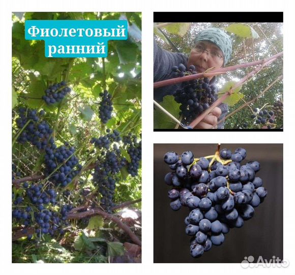 Саженцы винограда / рассада / 3 сорта